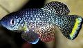 Akvarijní Ryby Nothobranchius Tečkovaný fotografie
