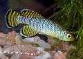 Акваріумні Рибки Нотобранхіус, Nothobranchius Блакитний Фото