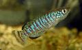 Aquarium Fish Nothobranchius Striped Photo