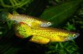 Akvariumas Žuvys Aplocheilus Lineatus auksas Nuotrauka