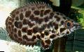 Macchiato Arrampicata Persico, Leopardo Cespuglio Pesce