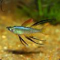 Rainbowfish Snáitheiteach