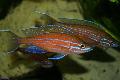 Akvarijní Ryby Paracyprichromis Červená fotografie