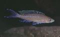 观赏鱼 Paracyprichromis 褐色 照
