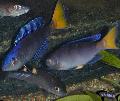 Akvārija Zivis Sardīne Cichlid, Cyprichromis zils Foto