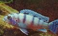 Akvariumas Žuvys Pseudotropheus Lombardoi šviesiai mėlynas Nuotrauka
