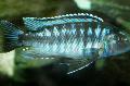 Akvarijní Ryby Johanni Cichlid, Melanochromis johanni Pruhované fotografie