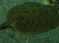 Akvariefisk Ocellate River Stingray, Potamotrygon motoro Spottet Foto
