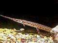 Aquarium Fish Longnose gar, Lepisosteus osseus Spotted Photo