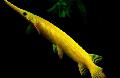 Akvarij Ribe Florida Gar, Lepisosteus platyrhincus žuti Foto