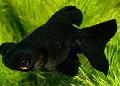 აკვარიუმის თევზი Goldfish, Carassius auratus შავი სურათი