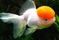 აკვარიუმის თევზი Goldfish, Carassius auratus თეთრი სურათი