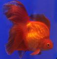 Akvariumas Žuvys Karosas, Carassius auratus raudonas Nuotrauka
