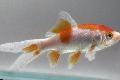 Goldfish, Carassius auratus Spotted Photo