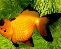 აკვარიუმის თევზი Goldfish, Carassius auratus ყვითელი სურათი
