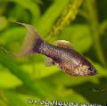 Акваријумске Рибице Маза, Poecilia sphenops браон фотографија