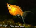 აკვარიუმის თევზი Molly, Poecilia sphenops ოქროს სურათი