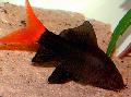 წითელი Tailed შავი ზვიგენი