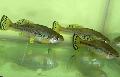 Акваріумні Рибки Іліодон, Ilyodon Плямистий Фото