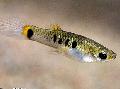 Акваријумске Рибице Мицропоецилиа, Micropoecilia споттед фотографија