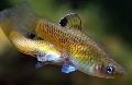 Акваријумске Рибице Пхаллицхтхис, Phallichthys злато фотографија