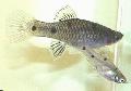 Акваријумске Рибице Пхаллицхтхис, Phallichthys сребро фотографија