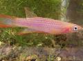 Akvaryum Balıkları Epiplatys pembe fotoğraf
