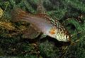 Акваријумске Рибице Маратецоара, Maratecoara споттед фотографија