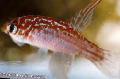 Акваријумске Рибице Мегалебиас, Megalebias споттед фотографија