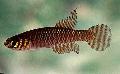 Akvarij Ribe Notholebias braon Foto