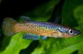 τα ψάρια ενυδρείου Pachypanchax Ποικιλόχρους φωτογραφία
