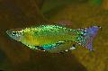 Акваријумске Рибице Плаво-Зелена Процатопус, Procatopus зелена фотографија