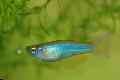Aquarium Fish Blue-Green Procatopus Light Blue Photo