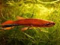 观赏鱼 Rivulus 红 照