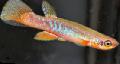 Akvaryum Balıkları Mara, Rivulus rengârenk fotoğraf