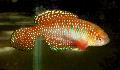 Akvarijske Ribice Simpsonichthys rdeča fotografija