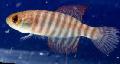 Aquarium Fish Simpsonichthys Striped Photo