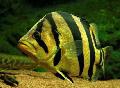Akvariefisk Tiger Abbor, Datnioides, Coius stripete Bilde