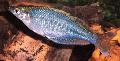 Akvariefisk Chilatherina lyse blå Bilde
