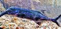 観賞魚 象の鼻の魚, Gnathonemus, Mormyrus グレー フォト