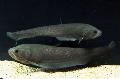 Аквариумные Рыбки Папирокранус, Papyrocranus серый Фото