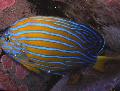 Aquarium Fish Chaetodontoplus Striped Photo