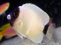 Akvariumas Žuvys Genicanthus baltas Nuotrauka