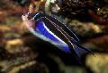 Aquarium Fish Genicanthus Motley Photo