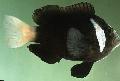 観賞魚 Amphiprion Mccullochi 黒 フォト