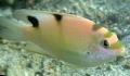სურათი მარინე თევზი (ზღვის წყალი) Dischistodus 