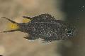 Акваријумске Рибице Неопомацентрус, Neopomacentrus црн фотографија