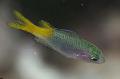 Aquarium Fishes Neopomacentrus Photo