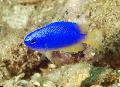 Akvariumas Žuvys Pomacentrus mėlynas Nuotrauka