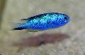Akvariumas Žuvys Pomacentrus šviesiai mėlynas Nuotrauka